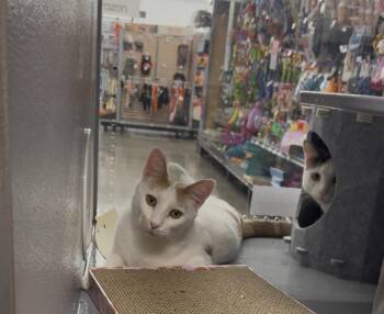Libby (bonded with Donny) -  Domestic Short Hair Cat for Adoption in East Hartford, Connecticut - Libby (bonded With Donny) | PetCurious