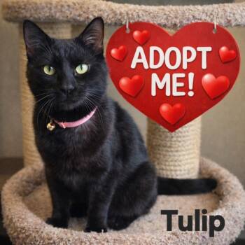 Domestic Short Hair Cats Available for Adoption - Tulip | PetCurious