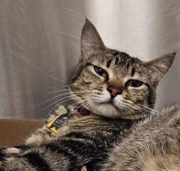 SKYLAR -  Domestic Short Hair Cat for Adoption in St. Louis, Missouri - SKYLAR | PetCurious