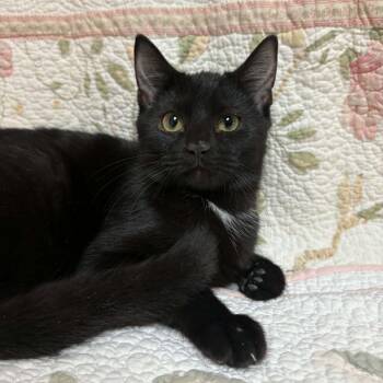 Chowder -  Domestic Short Hair Cat for Adoption in Waterloo, Iowa - Chowder | PetCurious