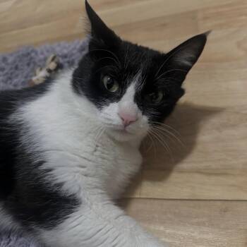 Rescue Domestic Short Hair Cats for Adoption in Indianapolis, Indiana - Porsche | PetCurious