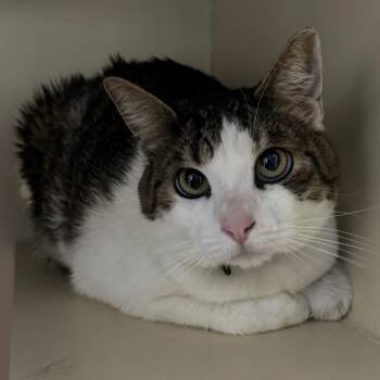 Domestic Short Hair Cats Available for Adoption in Las Vegas, Nevada - Chase | PetCurious