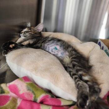 Shemar Moore -  Domestic Short Hair Cat for Adoption in Davenport, Iowa - Shemar Moore | PetCurious