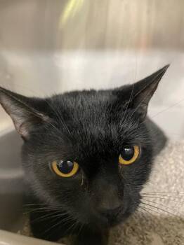 Domestic Short Hair Cats Available for Adoption - Marlie | PetCurious