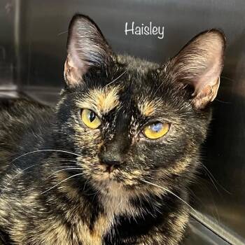 Domestic Short Hair Cats Available for Adoption - Haisley | PetCurious