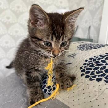 Domestic Short Hair Cats Available for Adoption in Evanston, Illinois - Bramble | PetCurious