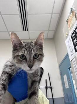 CARNIVAL -  Domestic Short Hair Cat for Adoption in Las Vegas, Nevada - CARNIVAL | PetCurious