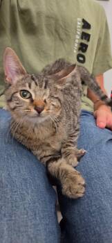 Harry -  Tabby Cat for Adoption in San Antonio, Texas - Harry | PetCurious