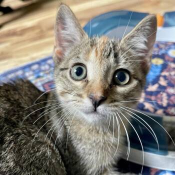 Apato C70170 -  Domestic Short Hair Cat for Adoption in Minnetonka, Minnesota - Apato C70170 | PetCurious
