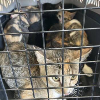 Millie -  Domestic Short Hair Cat for Adoption in Hawthorne, California - Millie | PetCurious