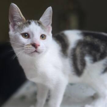 OMO (Odd Man Out) -  Domestic Short Hair Cat for Adoption in Johnson City, Tennessee - OMO (Odd Man Out) | PetCurious