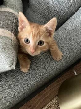 Chance -  Domestic Short Hair Cat for Adoption - Chance | PetCurious