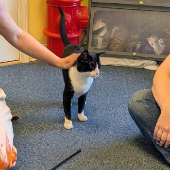 Sherwani -  Domestic Short Hair Cat for Adoption in Wakefield, Massachusetts - Sherwani | PetCurious