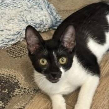 Kia -  Domestic Short Hair Cat for Adoption in Phoenix, Arizona - Kia | PetCurious
