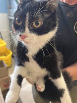 Domestic Short Hair Cats Available for Adoption - Yogi | PetCurious