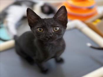 *THOR -  Domestic Short Hair Cat for Adoption in Woodland, California - *THOR | PetCurious