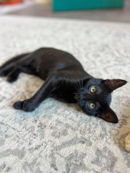 Muffin -  Domestic Short Hair Cat for Adoption in Courtenay, British Columbia - Muffin | PetCurious