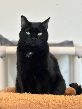 Rescue Domestic Short Hair Cats for Adoption in Cumberland, Maine - Willow | PetCurious