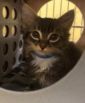 Cecil -  Domestic Short Hair Cat for Adoption in Vancouver, Washington - Cecil | PetCurious
