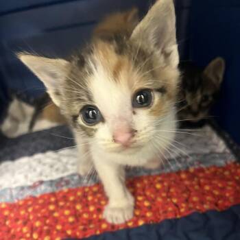 The Mage Bonded with Wizard! -  Domestic Short Hair Cat for Adoption in Oak Park, Illinois - The Mage Bonded With Wizard! | PetCurious