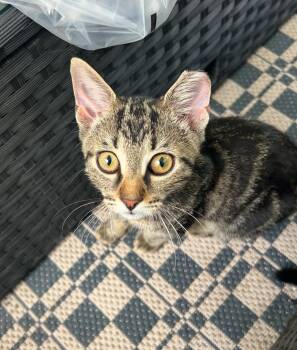 Rescue Tabby Cats for Adoption in Columbia, South Carolina - Mr. Man | PetCurious