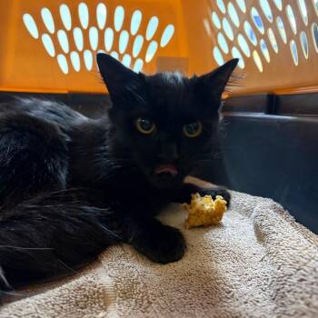 Desdemona -  Domestic Short Hair Cat for Adoption in Newark, New Jersey - Desdemona | PetCurious