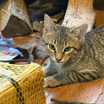 Domestic Short Hair Cats Available for Adoption - Leo | PetCurious