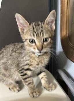 Pop Tart -  Domestic Short Hair Cat for Adoption in Bolivar, Missouri - Pop Tart | PetCurious