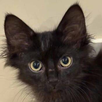 Midnight -  Domestic Long Hair Cat for Adoption in Atlanta, Georgia - Midnight | PetCurious