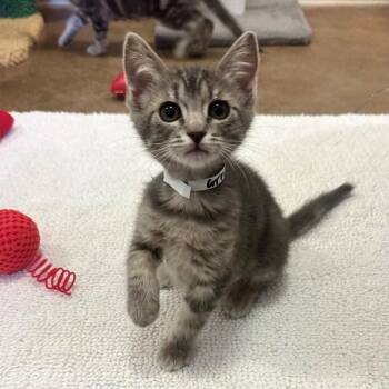 Domestic Short Hair Cats Available for Adoption in Walnut Creek, California - Grouper | PetCurious