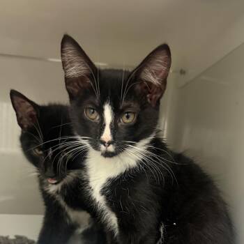 Denali -  Domestic Short Hair Cat for Adoption in Phoenixville, Pennsylvania - Denali | PetCurious