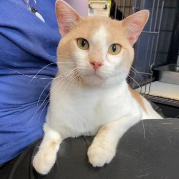 Perdix -  Domestic Short Hair Cat for Adoption in Davenport, Iowa - Perdix | PetCurious