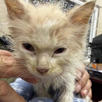 Joe-Dirt -  Domestic Medium Hair Cat for Adoption in Madisonville, Kentucky - Joe-Dirt | PetCurious