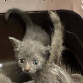 Minnie -  Domestic Short Hair Cat for Adoption in Walker, Michigan - Minnie | PetCurious