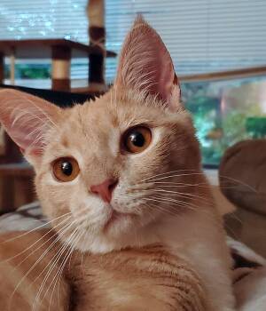 KOVU #2010 - Offered by Owner -  Tabby Cat for Adoption in Hillsboro, Oregon - KOVU #2010 - Offered By Owner | PetCurious