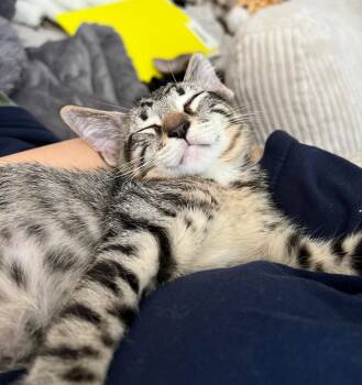 Peter -  Domestic Short Hair Cat for Adoption in Hudson, New Hampshire - Peter | PetCurious