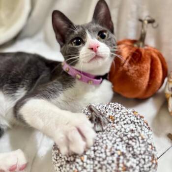 Juju -  Domestic Short Hair Cat for Adoption in Coral Gables, Florida - Juju | PetCurious