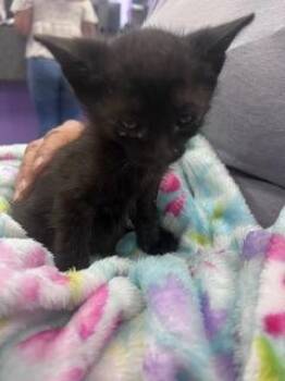 Domestic Short Hair Cats Available for Adoption in El Paso, Texas - 60872987 | PetCurious