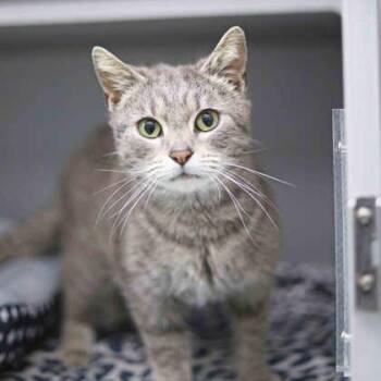 Domestic Short Hair Cats Available for Adoption - Adora | PetCurious