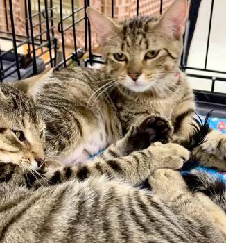 Bonnie and Clyde 2 -  Tiger and Bengal Cat for Adoption in Ringwood, New Jersey - Bonnie And Clyde 2 | PetCurious