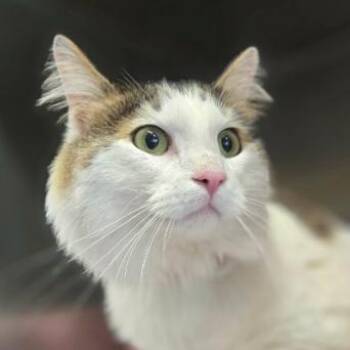 Domestic Long Hair Cats Available for Adoption - Circe | PetCurious