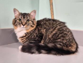 Domestic Medium Hair Cats Available for Adoption - Molly Girl | PetCurious