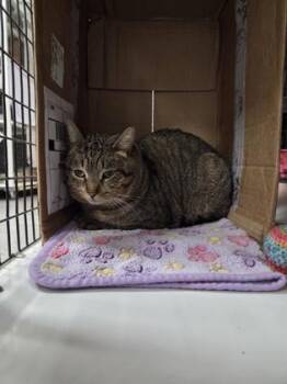 Domestic Short Hair Cats Available for Adoption - Cosmo Kramer | PetCurious