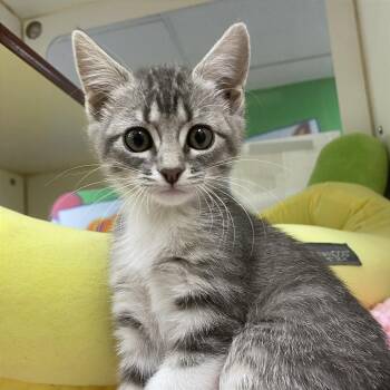 Johnny -  Domestic Short Hair Cat for Adoption in Cheyenne, Wyoming - Johnny | PetCurious