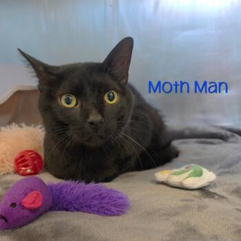 Moth Man -  Domestic Short Hair Cat for Adoption in Parkersburg, West Virginia - Moth Man | PetCurious