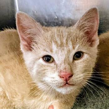 Theodore -  Domestic Short Hair and Domestic Medium Hair Cat for Adoption in Marysville, Ohio - Theodore | PetCurious
