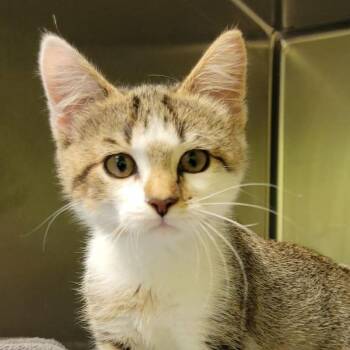 Gretel -  Domestic Short Hair Cat for Adoption in Columbia, Missouri - Gretel | PetCurious