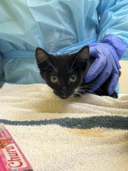 Tick -  Domestic Short Hair Cat for Adoption in Raleigh, North Carolina - Tick | PetCurious