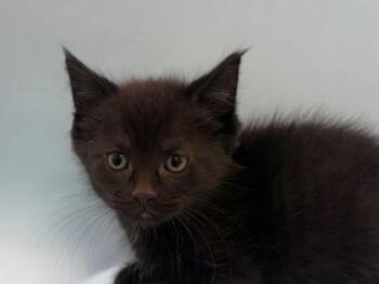Jinu -  Domestic Short Hair Cat for Adoption in Woodbury, Minnesota - Jinu | PetCurious