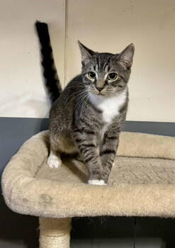 Rescue Tabby Cats for Adoption in Capshaw, Alabama - BECKETT | PetCurious